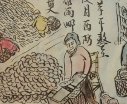 红薯：中国人口增长的无声功臣