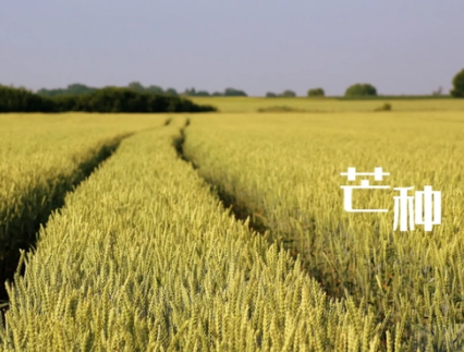 芒种节气的诗意韵味