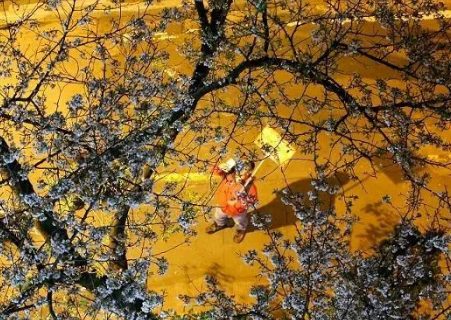 揭秘武大樱花的来历：是谁种下的这一片浪漫?