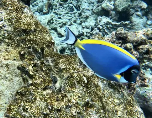 水族三宝：揭秘其独特魅力与特色