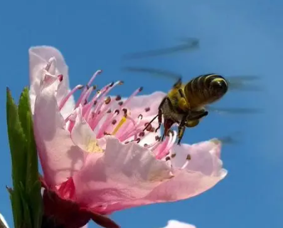 三年级的蜜蜂知识探索