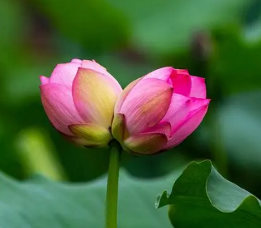 并蒂莲的诗意之美