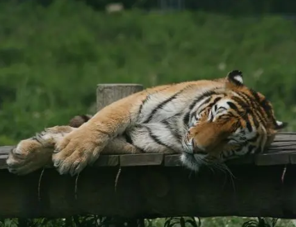 老虎与大熊猫：一种自然界的奇妙共存
