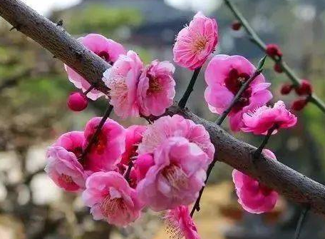 春天有哪些花？有什么含义？