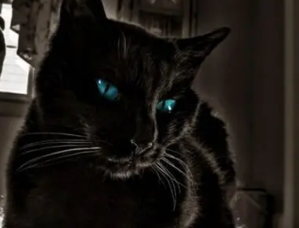 猫死后挂在树上的传说探析，其中有什么文化内涵？