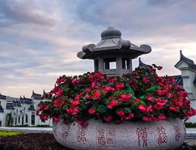 百鸟朝凤：寓意与适用场合解析