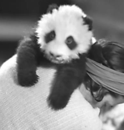 历史上偷走中国大熊猫的美国女人是谁？又是怎么做到的？