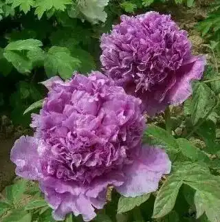 魏紫圣人：魅力独特的历史人物