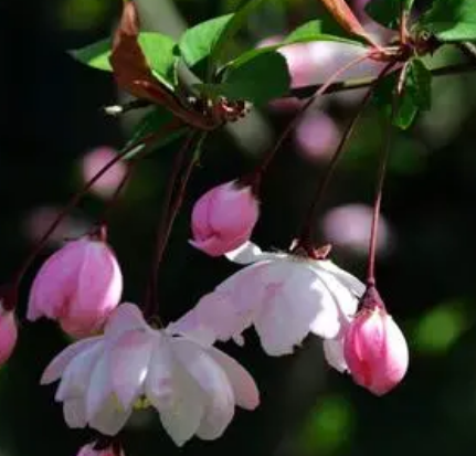 红瘦：花中之谜，芙蓉还是海棠？