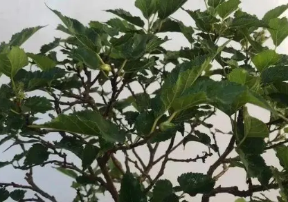 前不栽桑后不栽柳：中国传统文化中的讲究