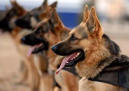 军犬的忠诚：二战中的英勇事迹