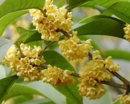 赞美桂花：何须浅碧深红色，自是花中第一流