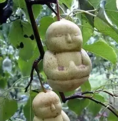 揭秘人参果树下的神秘尸骨传说，背后有什么故事存在？