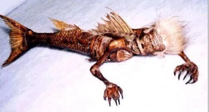 探秘海洋生物：海猴子的真相与谬误