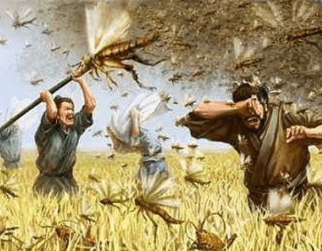 古代智慧：治理蝗灾的策略与方法