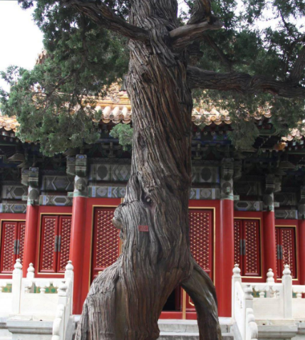 揭秘北京故宫：为何古代皇家宫殿之中没有树木？