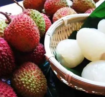 唐代荔枝驿传：杨贵妃的甜蜜嗜好与马力极限