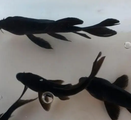 黑锦鲤与风水运气的神秘联系，背后有什么说法存在？