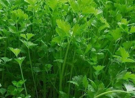 香菜为什么叫做芫荽？香菜是哮犬死亡的产物吗？