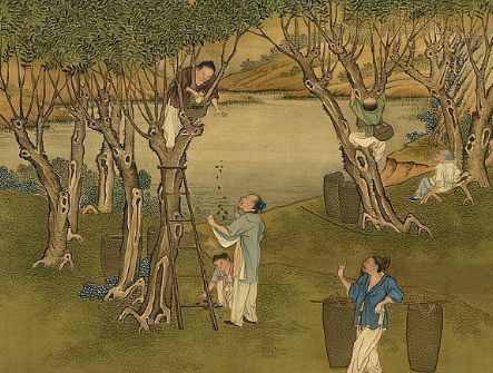 栽桑养蚕的起源：探索古代丝绸之道