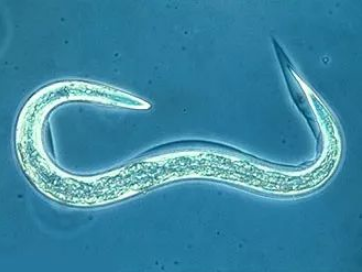 探寻长生虫的奥秘：真实存在还是传说虚构？