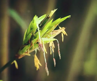 竹子开花之谜——自然现象还是灾难预兆？