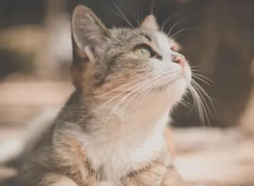 古代猫奴的疯狂吸猫史