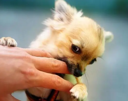 古代应对狂犬病的智慧：从预防到治疗