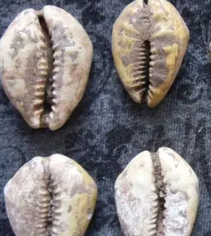 古代贝币的发展历程，有着什么历史意义存在？