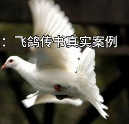 古代飞鸽传书：真实与准确性的探讨