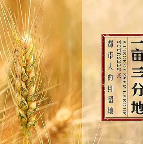 深入解析“把一个人的工资摊成一亩三分地”的通俗含义及其缺点