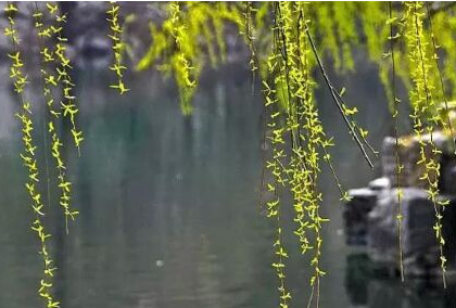 春日芳华：赏析曾逐东风拂舞筵乐游春苑断肠天所描绘的植物