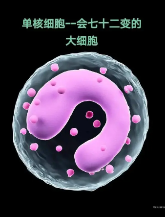 The spatiotemporal journey of the cell cycle: from division to division again