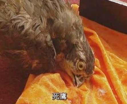 Reveal the mystery of history: the truth behind the eagle killing incident