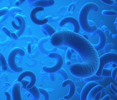 What is the principle and structure of photosynthesis in cyanobacteria?