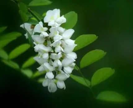 Whats the story behind the legend of the fragrant Sophora japonica in Shanxi?
