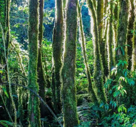 Mystery of tropical rainforests, rich species diversity