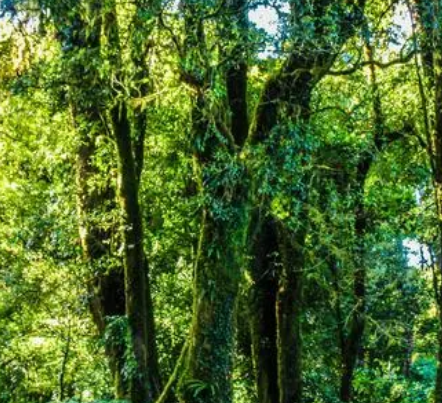 Tropical rainforest scenery: the mysterious picture scroll of nature