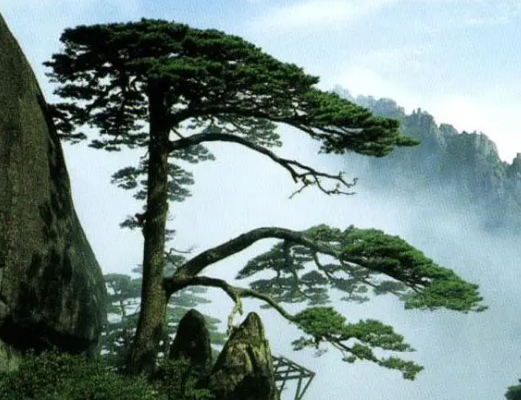 Pine metaphor: revelation from the posture of green pine to the virtue of a gentleman