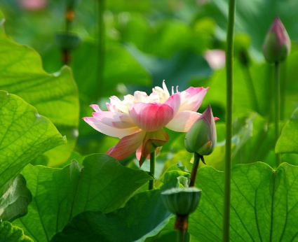 Moonlit Pond with Lotus: The Beauty of Lotus in Chinese Idioms