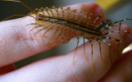 Millipede vs. Human at Night: Unraveling Their Nocturnal Activities and Aggressiveness