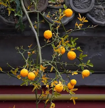 Tracing the traces of ancient poetry: If oranges grow in Huainan, they are oranges; if they grow in Huabei, they are trifoliate oranges.
