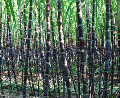 In pursuit of the source of sweetness: exploring the origin of sugarcane