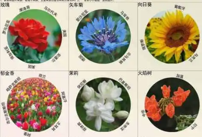 世界国花大全：各国的象征之花