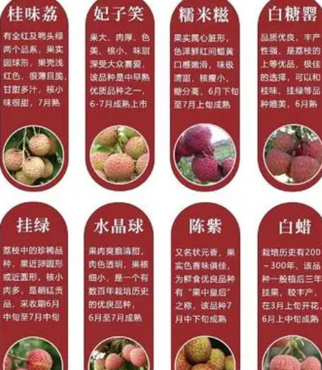 Lychee homophony auspicious idioms, related idiom introduction