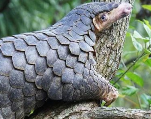 The importance of protecting endangered animals