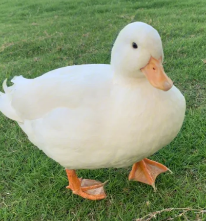 Exploring the value of authentic Call Duck: not just a reflection of price
