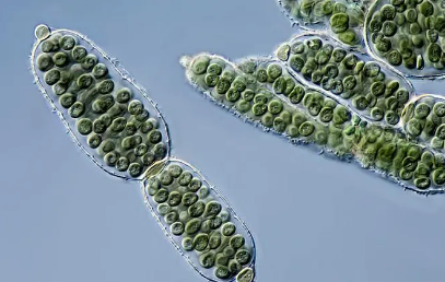 What is the impact of revealing the key enzyme of cyanobacteria photosynthesis?
