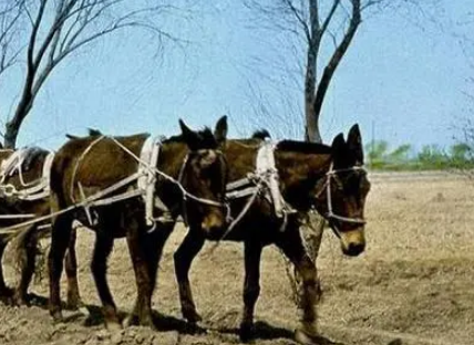 Donkeys in the Song Dynasty: An Indispensable Role