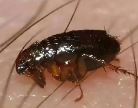 Complete Elimination Method for Bed Bugs